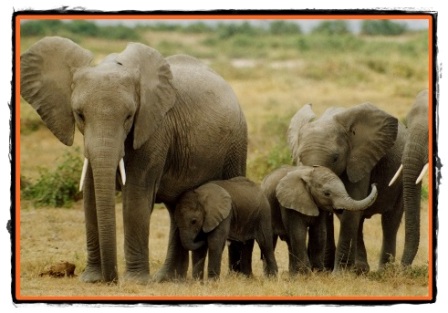 Elefantii nu uita niciodata